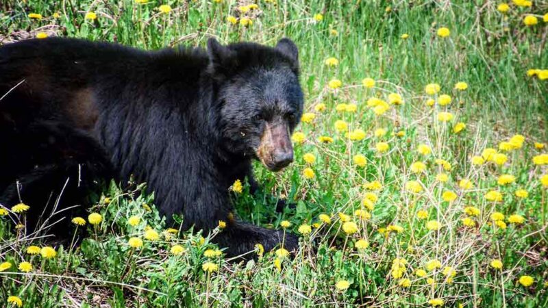 manitoulin island ontario baerenjagd mit mr owl